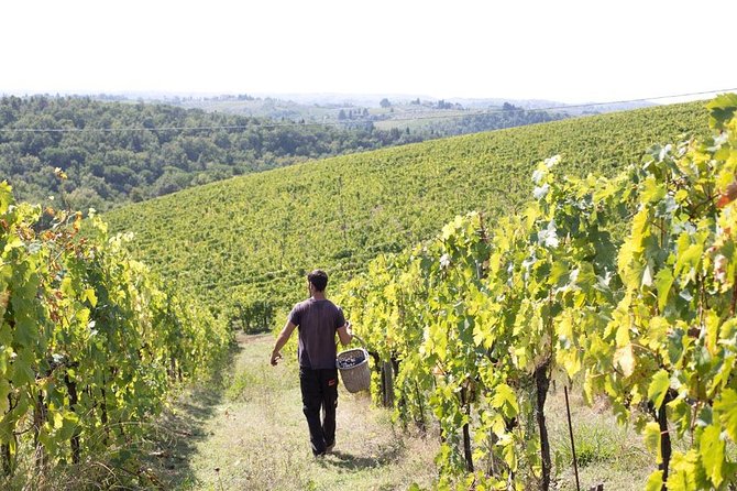 4 Wines Tasting with 2 Tuscan Cheeses & Tour at the winery - Pecorino and wine, a simple Tuscan pairing