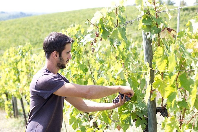 4 Wines Tasting with 2 Tuscan Cheeses & Tour at the winery - What the price gives you at $44.55