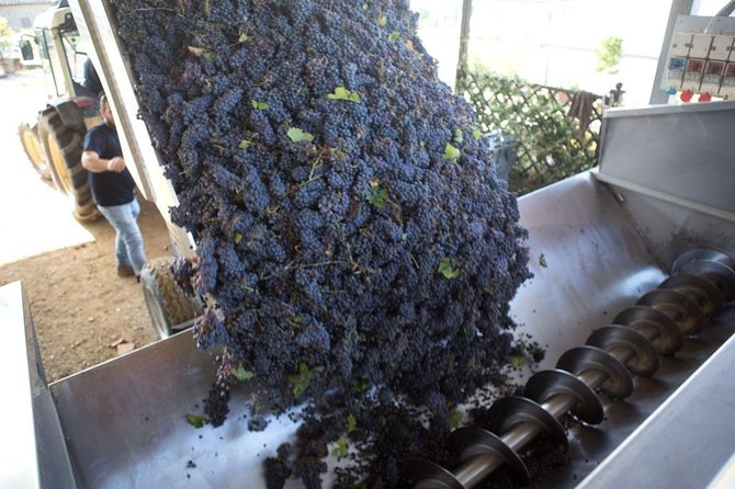 4 Wines Tasting with 2 Tuscan Cheeses & Tour at the winery - Timing, group size, and the practical details