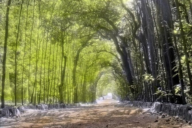 Boboli Gardens: Royal Palace Tour & Hidden Messages - Price: paying for guidance rather than admission