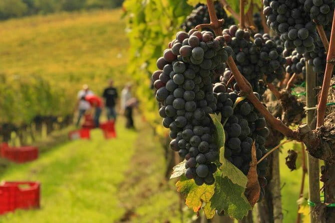 Brunello and Nobile, Wine Lover Tour Montalcino and Montepulciano - Key points to know before booking