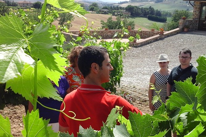 Brunello Vineyards Bus Tour - Understanding Rosso and Brunello di Montalcino