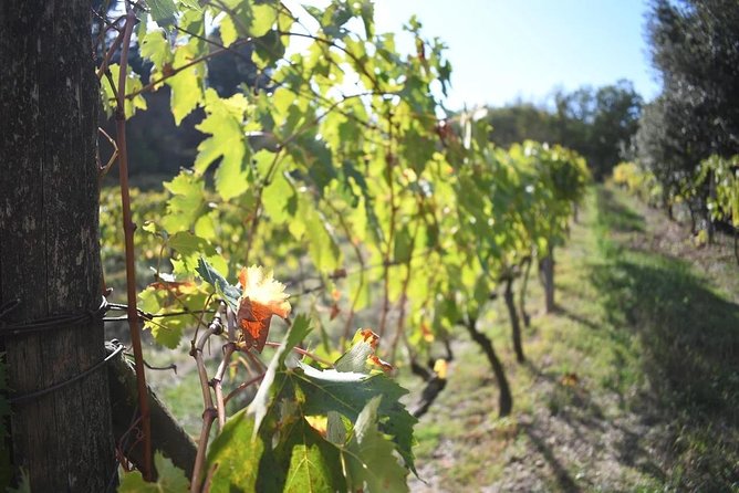 Brunello Vineyards Bus Tour - The value of $216.74 per person