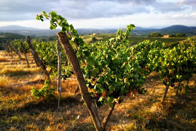 Chianti Classico E-bike Tour - Riding through Sangiovese vineyards and olive groves