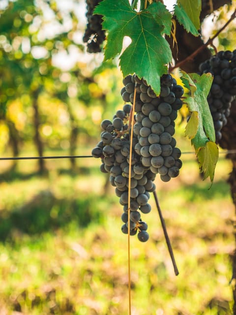 Chianti Organic wine tasting - Who will enjoy this visit most