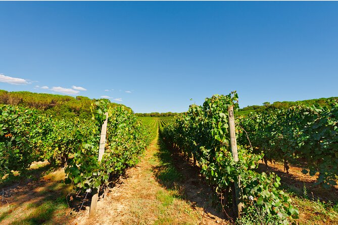 Chianti Region and San Gimignano including wine tasting and light lunch - The winery visit, tasting, and light lunch