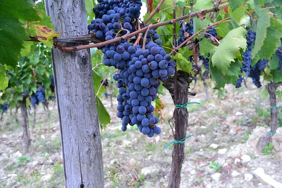 Chianti Rufina: Wine Tour in Castle & Historical Villa - What guides Matteo and Hillary add