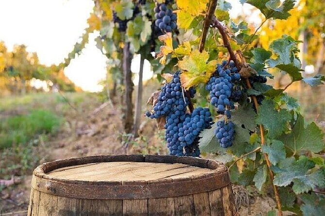 Chianti, San Gimignano and Siena Full Day Trip with Wine Tastings - Who will get the most from this tour