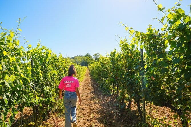 Chianti Vineyards Escape from Florence with Two Wine Tastings - The scenery is part of the experience