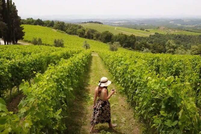 Chianti vineyards: Small-Group tour with wine tasting & Dinner - Wine tasting, olive oil, and shopping