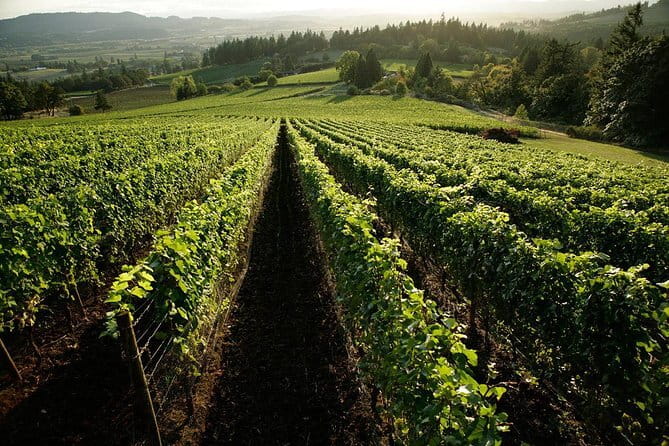 Chianti Vineyards Tours in Private Luxury Van from Florence - Greve in Chianti, the natural first stop