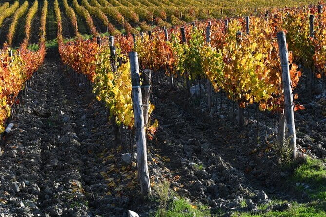 Chianti Wine Tour from Florence to San Gimignano with 2 Wineries - Farm Sant’Appiano and the first cellar visit