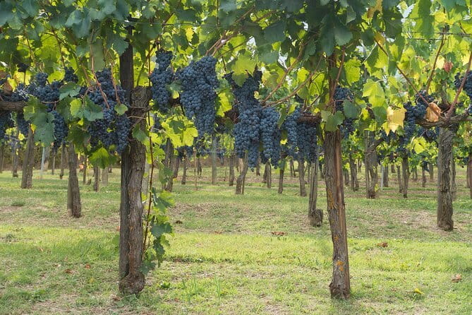 Discover Chianti: Half-Day Tour - What the tour does well