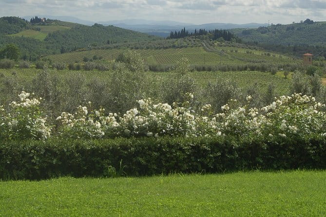 Discover Chianti Through its Wines - Key points to know before booking