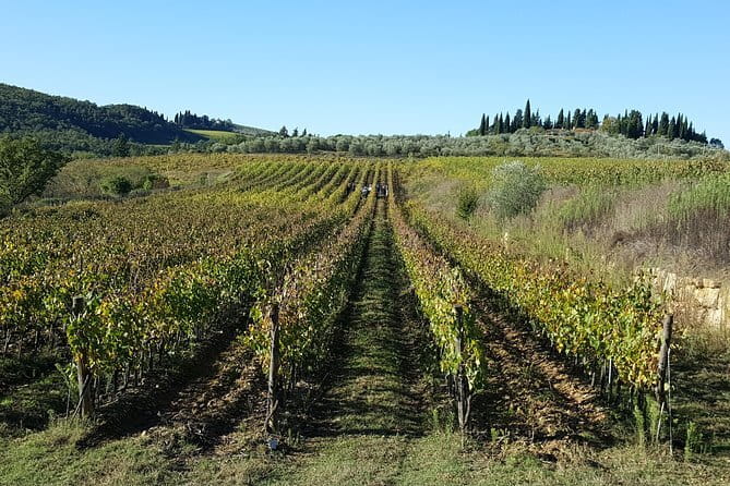 Discover Chianti Through its Wines - Walking through vines and olive fields