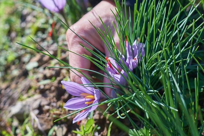 Discover Montalcino through its best productions: Brunello & Saffron!! - A small group with a personal pace