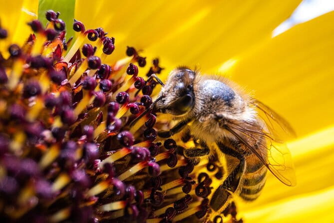 Discovering Bees in Volterra - Key points at a glance