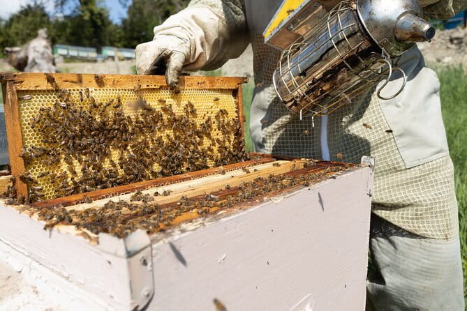 Discovering Bees in Volterra - A working apiary, not a staged farm display