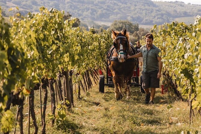Exclusive Brunello di Montalcino tour from Florence - Tenuta Fanti and a three-course lunch