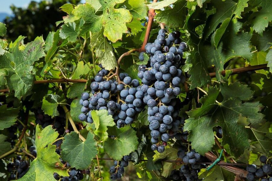 Exclusive Chianti Rufina Half-Day with lunch from Florence - What the tastings add beyond the wine