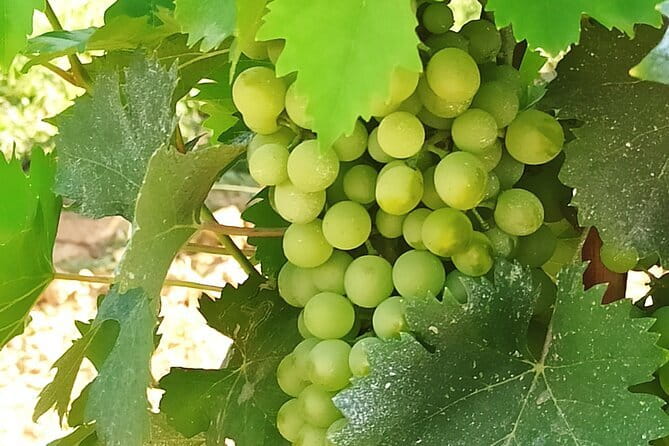 EXCLUSIVE Wine Tour in Chianti & San Gimignano (Lunch & Wine Tasting included) - San Gimignano, the town of the towers