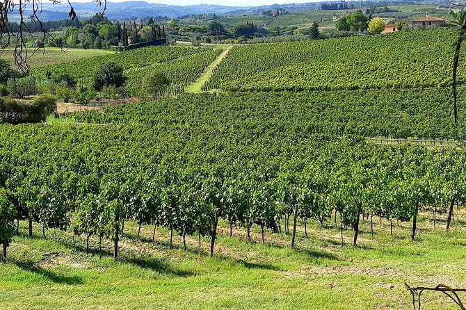 EXCLUSIVE Wine Tour in Chianti & San Gimignano (Lunch & Wine Tasting included) - Booking details worth knowing