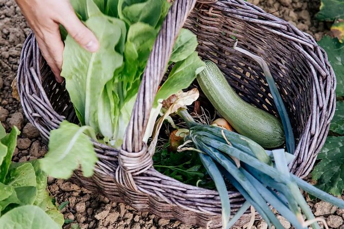 Farm To table Experience on an organic hilltop estate in Tuscany - Booking details worth knowing