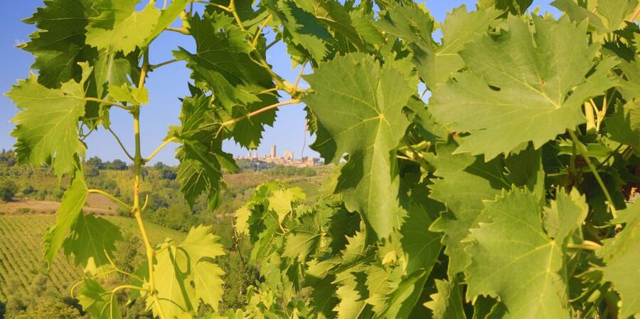 Florence: Chianti Villages, San Gimignano and Winery Tour - Should you book it?