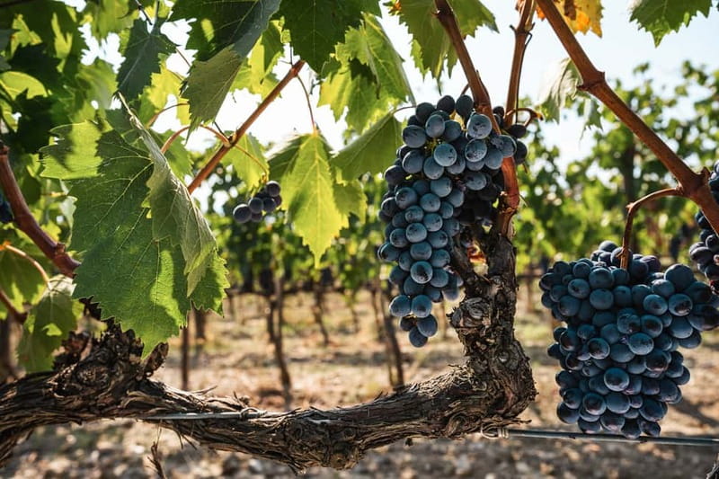 Florence: Chianti Vineyards Tour with Wine Tasting & Dinner - The setting matters as much as the menu