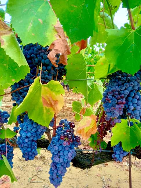 Florence: Countryside Tour with Wine Tasting & Pasta Class - Making ravioli, tortelli, and fettuccine