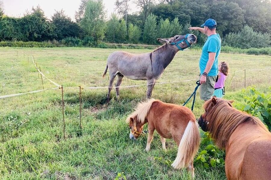 Florence: Countryside Tour with Wine Tasting & Pasta Class - Timing, comfort, and who should book