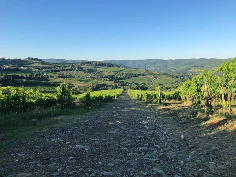 Florence: Hiking Tuscany & Chianti wine 3 wineries and lunch - The modern winery above Montefioralle