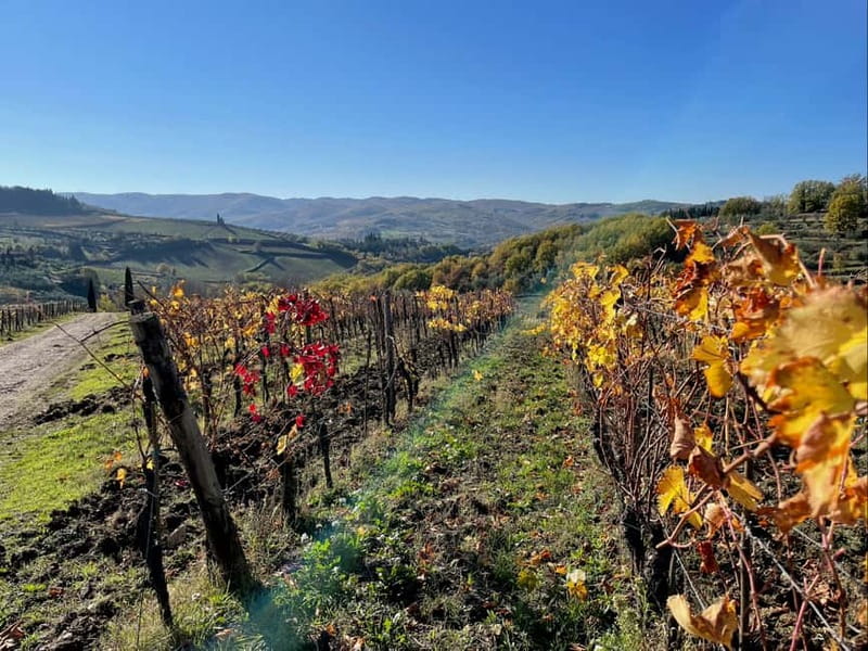 Florence: Hiking Tuscany & Chianti wine 3 wineries and lunch - What the guides add to the day