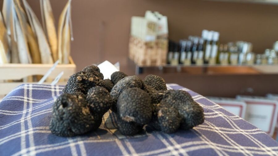 Florence: Truffle Hunting and Vinci with Lunch and Winery - Key points at a glance