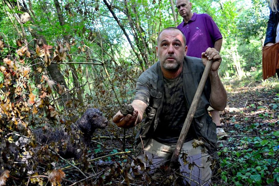 Florence: Truffle Hunting, Lunch, and Wine Tasting Tour - Booking details worth checking
