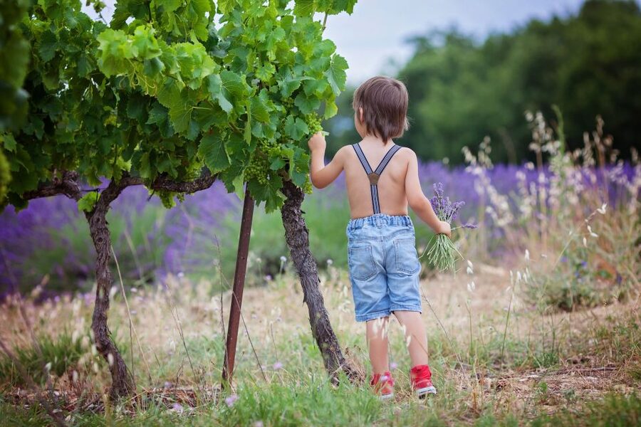 Florence: Wineries, Tastings, Lunch & San Gimignano Day Trip - What the eight-hour schedule feels like