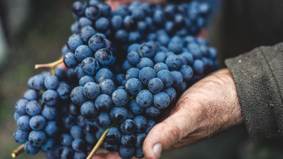 From Florence: Chianti Hills Half-Day Tour with Wine Tasting - How the $48 price holds up