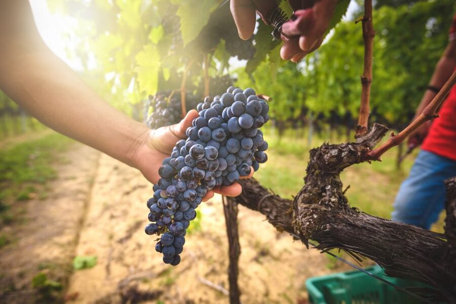 From Florence: Chianti, Montalcino & Montepulciano - Minivan - Why this route works for wine lovers