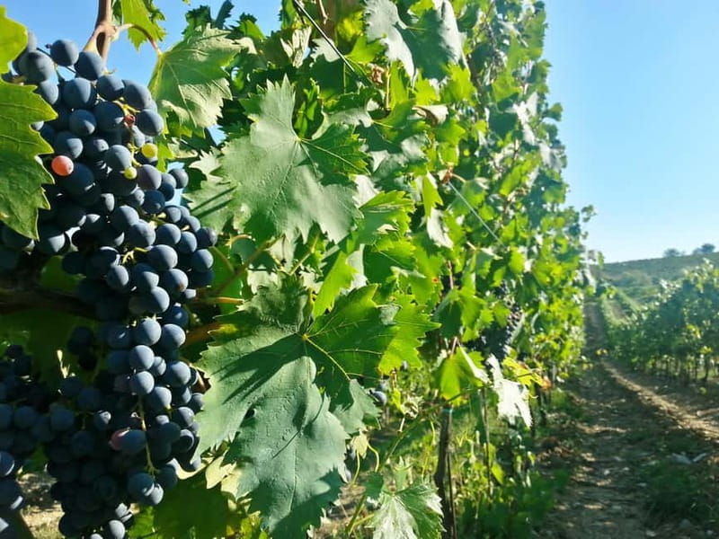 From Florence: Chianti Self-Guided Vespa Tour with Lunch - Greve in Chianti: the day’s main pause
