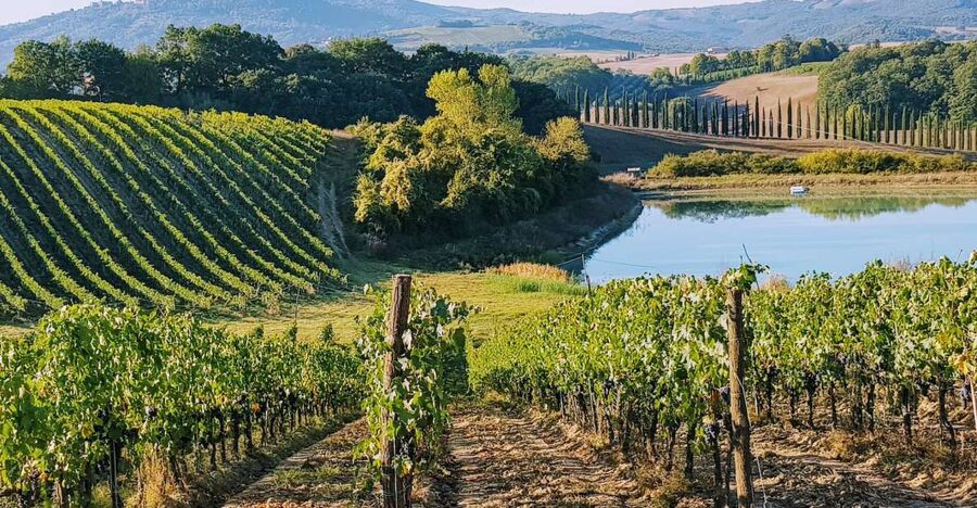 From Florence: Chianti Wine Tastings at Sunset Day Trip - Inside the first family cellar