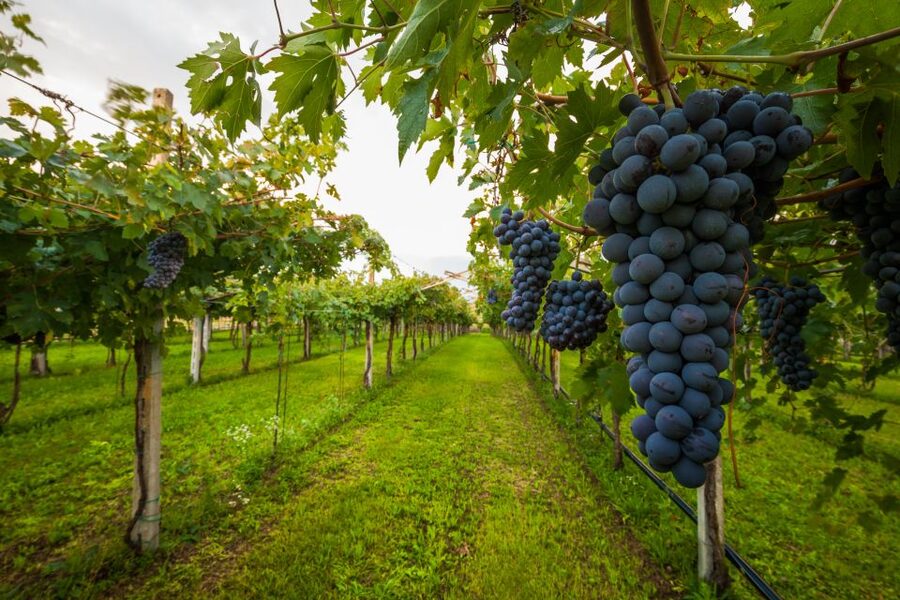 From Florence: Chianti Wine Tour with Tasting - Key points at a glance