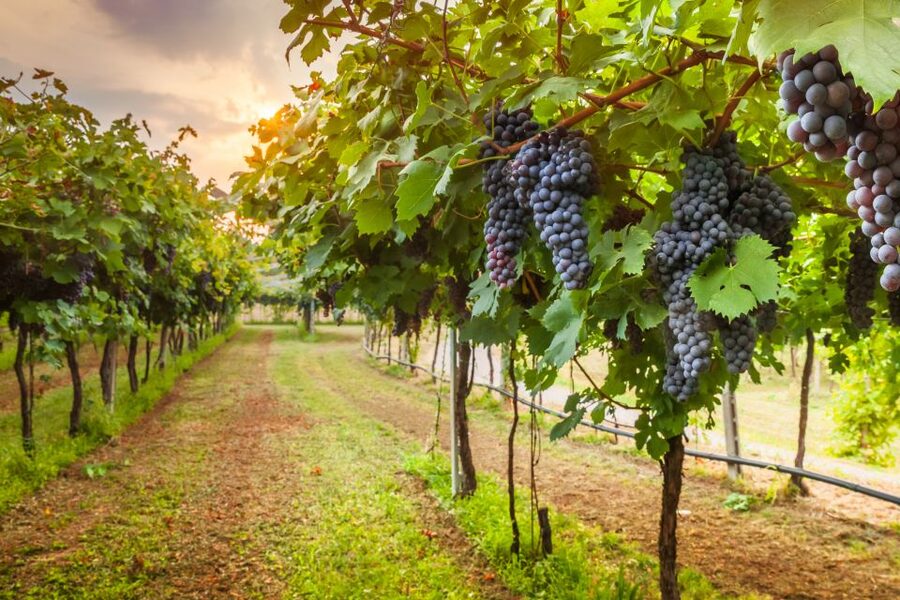 From Florence: Chianti Wine Tour with Tasting - What you actually eat and drink