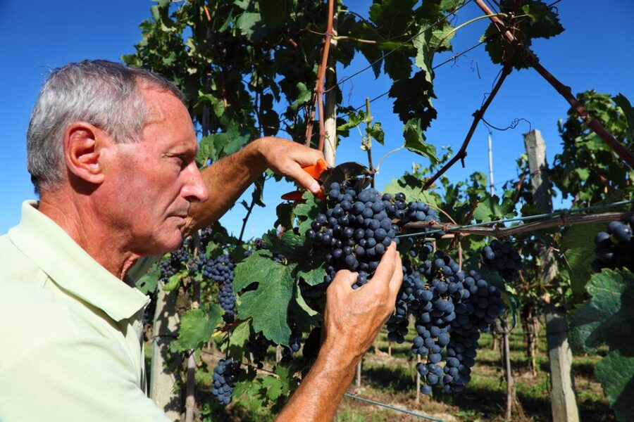 From Florence: Chianti Wine Tour with Tasting - Guides, drivers, and the group experience
