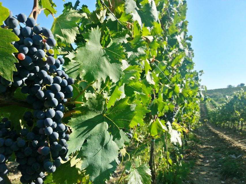 From Florence: Chianti Wine Tour with Tastings - Should You Book It?