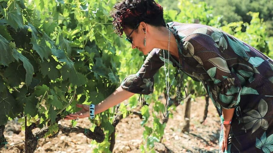 From Florence: Chianti Wine Tour with Tastings - Second Stop: Vineyards, Cellars, and a Family Winery