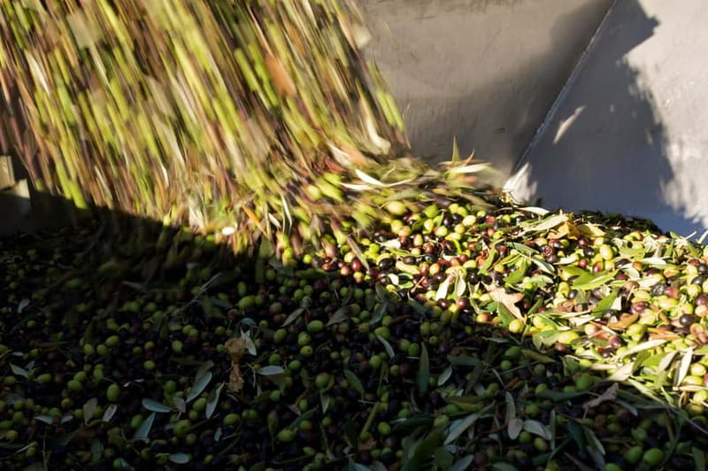 From Florence: Olive Oil Mill Tour and Tasting in Fiesole - What the $56.94 price gets you