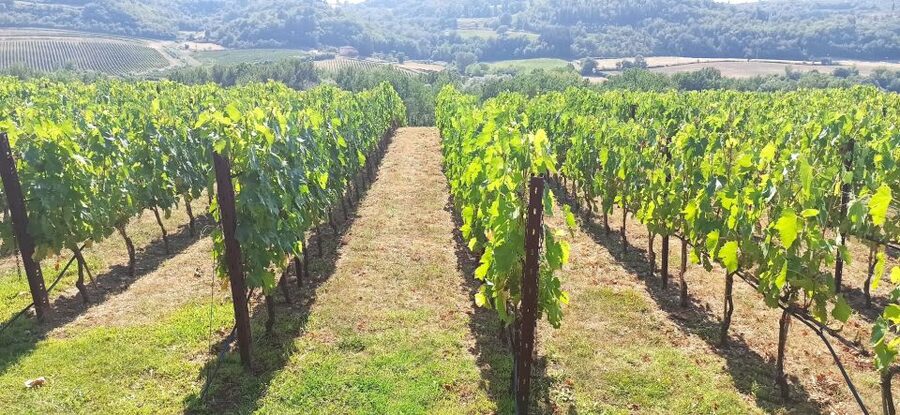 From Florence: Pisa/Chianti Half Day Tour with Wine Tasting - One hour around Pisa’s famous square