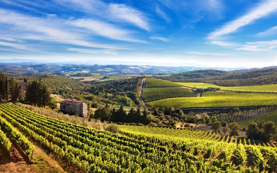 From Florence: Private Half-Day Chianti Tour & Wine Tasting - Walking through a working Chianti estate