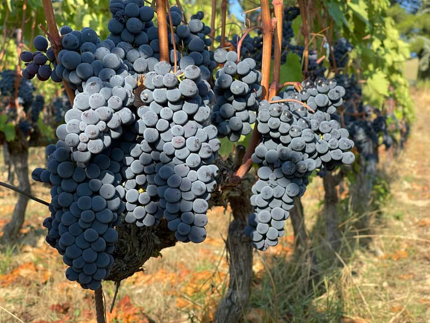 From Florence: Private Half-Day Chianti Tour & Wine Tasting - Practical expectations and small cautions
