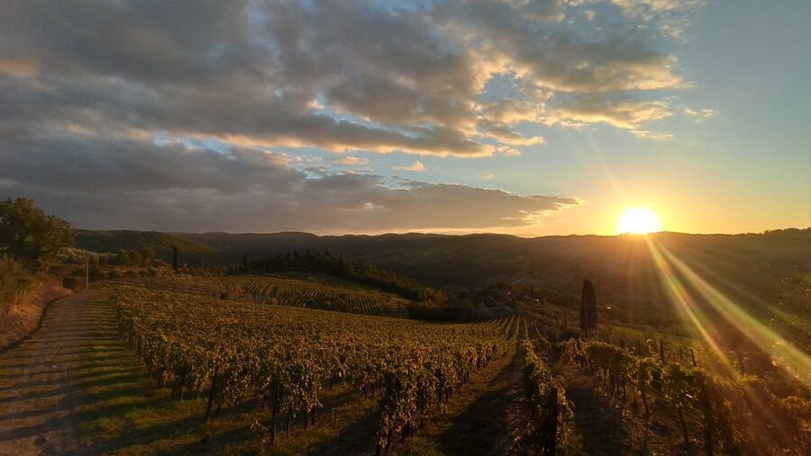 From Florence: Private Wine Tasting Tour in Chianti - The first winery, family, cellar, and olive oil